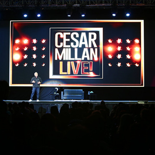 Cesar Millan LIVE – Love Your Dogs Tour 2015